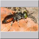 Tachysphex sp - Grabwespe m05 7mm Sandgrube Niedringhaussee.jpg